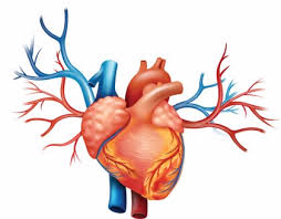 Check spelling or type a new query. Dia Mundial Del Corazon 14 Curiosidades Sobre El Corazon Para Explicar A Los Ninos