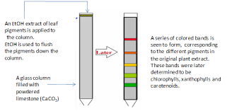 Learn vocabulary, terms and more with flashcards, games and other study tools. Ion Exchange Chromatography An Overview Intechopen