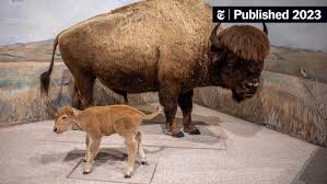 Arsenic Preserved the Animals, But Killed the Museum