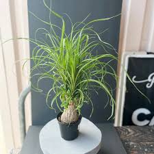 Image result for Beaucarnea recurvata