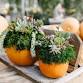 DIY Succulent Pumpkin Workshop at Hoen's Garden Ce... event in Holland, OH