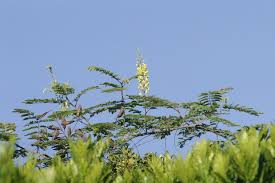 Image result for Caesalpinia decapetala