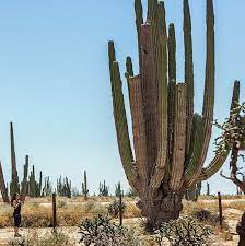 La belleza de este cactus conocido como alicoche de jaraguay es rústica y los países en los que hay mayor tráfico ilegal de cactus son estados unidos y méxico, donde unas 600 especies son nativas y unas 400 endémicas. Saguaro Mexicano El Cactus Mas Grande Del Mundo Mexico Desconocido