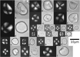 Image result for Eminia antennulifera