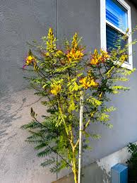 Image result for Erythrostemon