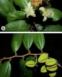 Image result for Malvaceae subfamily Grewioideae