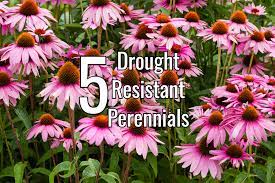 Check out the 2.5 qt. Drought Tolerant Plants Archives This Is My Garden