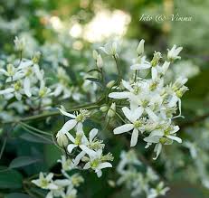 Image result for Clematis recta atropurpurea