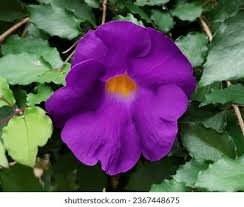 Image result for Thunbergia erecta