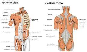 Your posterior chain is the group of muscles in the rear of the body that is essential for explosive movement and athletic performance. Anatomy Physiology Emsjunkie Com Free Quizzes Articles And Muscle Diagram Medical Coding Medical Billing And Coding