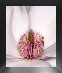 Image result for Magnolia sargentiana