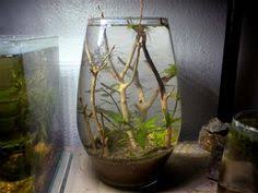 Knotyoureality S 75g Planted Vase Plant In Glass Indoor Water Garden Nano Aquarium