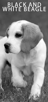 Black And White Sheep Herding Dog Black White Beagle Colors And Patterns In 2020 Black And White Beagle White Beagle Dog Breeds Little