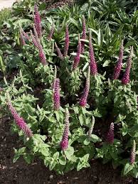 Image result for Teucrium