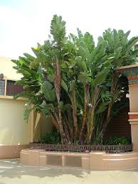 Giant Bird Of Paradise Arizona Strelitzia Nicolai Giardino Paesaggi Design