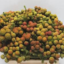 Image result for Barleria galpinii