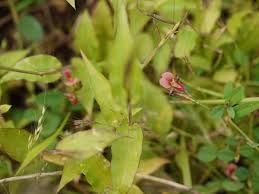 Image result for Alysicarpus