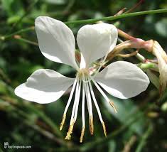 Image result for Oenothera lindheimeri