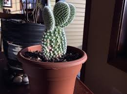 This may be because of the cold, because it is very cold and has been in the negatives the previous. Ask A Question Forum My Cactus Has Brown Spots On It Garden Org