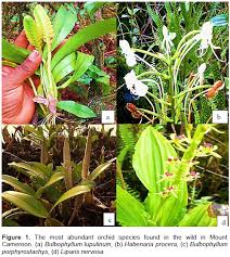 Image result for Rhipidoglossum kamerunense