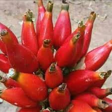 Image result for Aframomum angustifolium