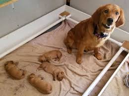 Sire thunderstruck like none otter mh dam red thunder cihak. Brubaker S Norcal Golden Retriever Puppies Golden Retriever Dog Forums