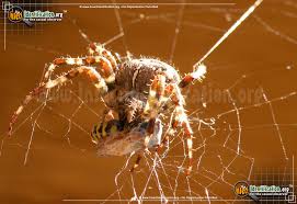 North carolina's long list of creepy, crawly, biting things may . Orb Weaver Araneus Spp