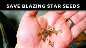 How To Harvest And Save Liatris Seeds Blazing Star Liatris Seeds Blazing Star Flower