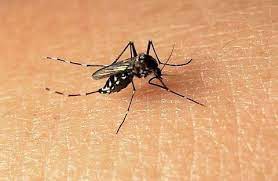 原來這樣就能趕走蟑螂螞蟻蚊子 太神奇了 請分享給大家吧 household hacks good to know insects