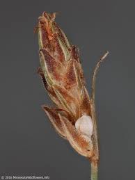 Image result for Bulbostylis sp.no.4