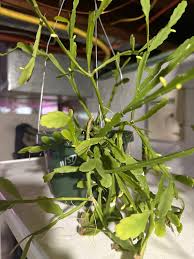 Image result for Lipocarpha micrantha