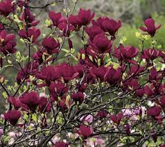 Cottage Farms Wonder Of Nature Genie Magnolia M49033 Qvc Com Magnolia Flower Trees To Plant Small Trees