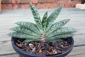 These plants are sometimes referred to as star of david as the flowers resemble a jewish star. Plants That Look Like A Cactus But Aren T Is Mine A Cactus Terrarium Planting Guide