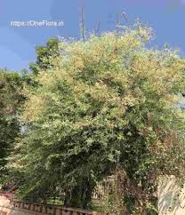 Image result for Dalbergia melanoxylon