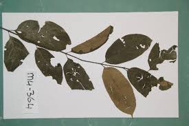 Image result for Aidia micrantha