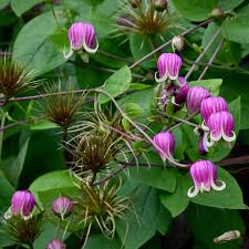 Image result for Gymnosporia oxycarpa