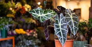 Image result for Alocasia