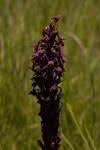 Image result for Disa hircicornis