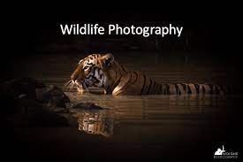 Wildlife Photography Nick Dale Photography Wildlife Photography Wildlife Photography