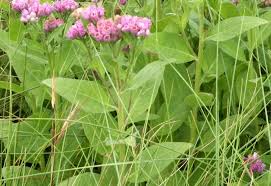 Image result for Pluchea