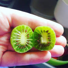 Una selección de juegos tradicionales para niños y niñas. Los Kiwi Berries Se Suman A La Sensacion De Las Frutas Miniaturas