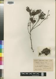 Image result for Trichoscypha lucens