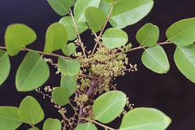 Image result for Phyllanthus muellerianus