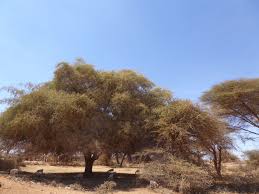 Image result for Ziziphus mauritiana