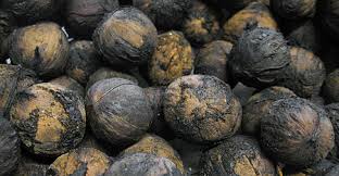 What symptoms does mold cause? Can Dogs Eat Walnuts Can Dogs Eat This