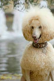 pin auf poodles