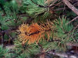 Image result for thuja drying out dead dried symptoms)