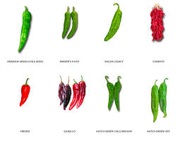 Is it chile or chili? How To Grow Peppers Seeds Soil Organic Non Gmo Seed Green Chili Sandia Seed Company