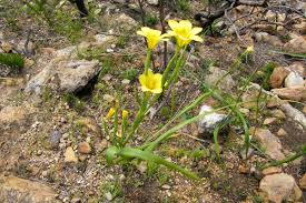 Image result for Moraea