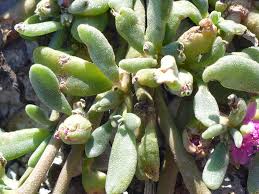 Image result for Sesuvium